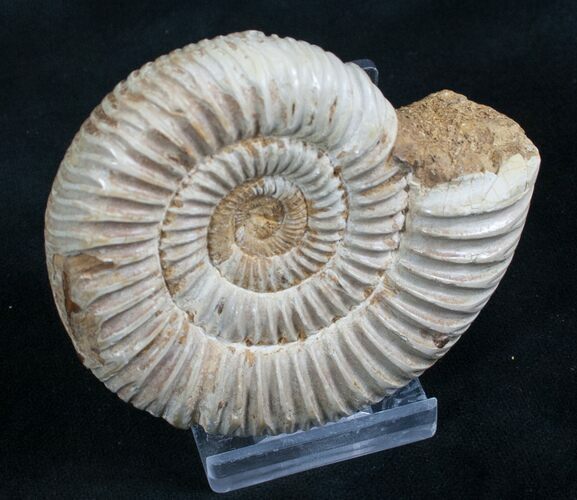 Perisphinctes Ammonite - Jurassic #7372